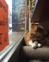 Kaķis Bobo, kurš dzīvo veikalā - 8