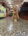 Kaķis Bobo, kurš dzīvo veikalā - 10