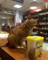 Kaķis Bobo, kurš dzīvo veikalā - 11