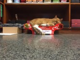 Kaķis Bobo, kurš dzīvo veikalā - 12