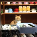 Kaķis Bobo, kurš dzīvo veikalā - 13
