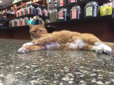Kaķis Bobo, kurš dzīvo veikalā - 14