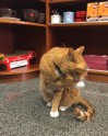 Kaķis Bobo, kurš dzīvo veikalā - 15