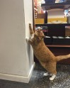 Kaķis Bobo, kurš dzīvo veikalā - 19