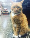 Kaķis Bobo, kurš dzīvo veikalā - 21