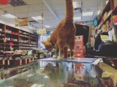 Kaķis Bobo, kurš dzīvo veikalā - 24