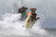 Suņu sērfošanas sacensības Kalifornijā - 6