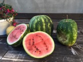 Latvijā izaudzēti arbūzi - 1