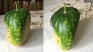 Latvijā izaudzēti arbūzi - 6