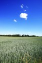Kurzemes ainavas