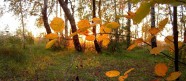 Zelta rudens Daugavgrīvā