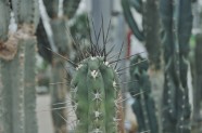 Kaktusu daudzveidība Salaspils botāniskajā dārzā 