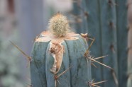 Kaktusu daudzveidība Salaspils botāniskajā dārzā  - 3