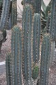 Kaktusu daudzveidība Salaspils botāniskajā dārzā  - 5