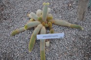 Kaktusu daudzveidība Salaspils botāniskajā dārzā  - 10