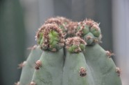 Kaktusu daudzveidība Salaspils botāniskajā dārzā  - 11