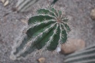 Kaktusu daudzveidība Salaspils botāniskajā dārzā  - 14