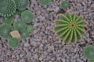 Kaktusu daudzveidība Salaspils botāniskajā dārzā  - 18