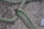 Kaktusu daudzveidība Salaspils botāniskajā dārzā  - 20
