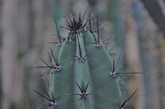 Kaktusu daudzveidība Salaspils botāniskajā dārzā  - 21