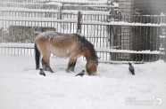 Ziema Rīgas zoodārzā - 10