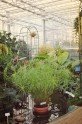Salaspils botāniskais dārzs ziemas spelgonī  - 21