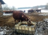 Liepas pagasta ferma, kurā mērdētas govis - 4
