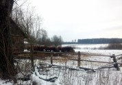Liepas pagasta ferma, kurā mērdētas govis - 5