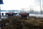 Liepas pagasta ferma, kurā mērdētas govis - 6