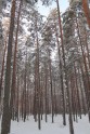 Meža izciršana Sunīšu ciemā - 13