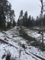 Meža izciršana Sunīšu ciemā - 19