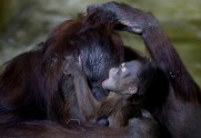 Orangutanu mazulis ar mammu