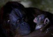 Orangutanu mazulis ar mammu - 2