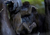 Orangutanu mazulis ar mammu - 3