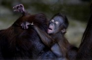 Orangutanu mazulis ar mammu - 4