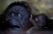 Orangutanu mazulis ar mammu - 5