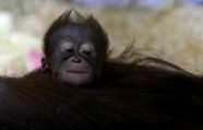 Orangutanu mazulis ar mammu - 6