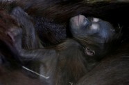 Orangutanu mazulis ar mammu - 8