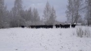 Savvaļas govis Papē - 1