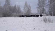 Savvaļas govis Papē - 4
