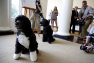 Obamu ģimenes suņi - 6