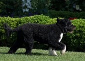 Obamu ģimenes suņi - 8