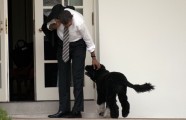 Obamu ģimenes suņi - 9