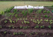 Dārzs, kurā aug arbūzi, kukurūza un sparģeļi - 11