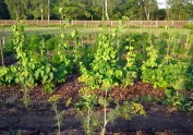 Dārzs, kurā aug arbūzi, kukurūza un sparģeļi - 18