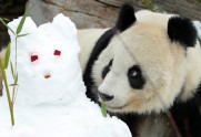 Panda un sniegavīrs - 1