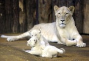 Retie baltie lauvēni - 2