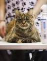 Starptautiskā kaķu izstāde Ķeizarmežā 2017 - 10