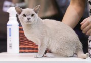 Starptautiskā kaķu izstāde Ķeizarmežā 2017 - 14