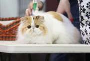 Starptautiskā kaķu izstāde Ķeizarmežā 2017 - 20